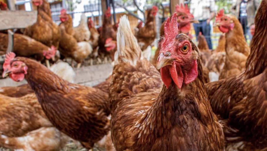 बर्ड फ्लु भेटिएपछि न्यूयोर्कका जीवित कुखुरा बजार बन्द